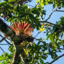 Bromelia