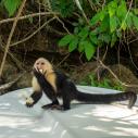 Capuchin monkey