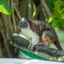 Tamarin monkey