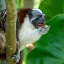 Tamarin monkey