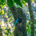 Quetzal in his nest