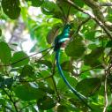 Quetzal