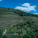 Vignes autour de Pinhão