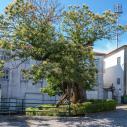 Lamego - Chène de 800 ans