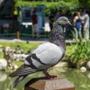 Pigeon