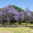 Jacaranda