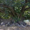 Ficus géant