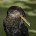 Cormoran