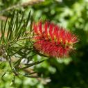 Callistemon (Ecouvillon)