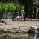 Flamant rose