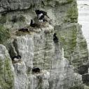 Cormorans