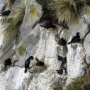 Cormorans