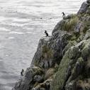 Cormorans