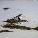 Two banded plover