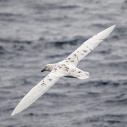 Pétrél géant antarctique blanc