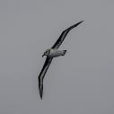 Albatros à tête grise