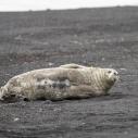 Phoque de Weddell