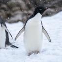 Manchot papou et adélie