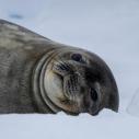 Phoque de Weddell