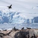 Labbe antarctique et manchots papou