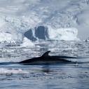 Rorqual (Minke whale)