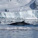Rorqual (Minke whale)