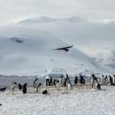 Labbe antarctique attaquant des manchots