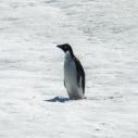 Pingouin adélie