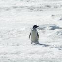 Pingouin adélie