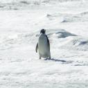 Pingouin adélie