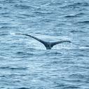 Baleine à bosse