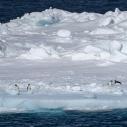 Pingouins adélie sur la banquise