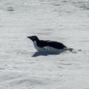 Pingouin adélie