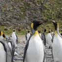 Pingouins royal