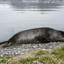 Elephant de mer juvénile