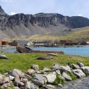 Baie de Grytviken