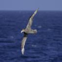 Grand Pétrel antarctique