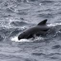 Short finned pilot whale