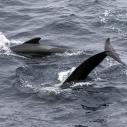 Short finned pilot whale