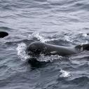Short finned pilot whale
