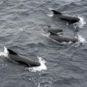 Short finned pilot whale