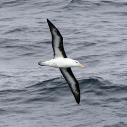 Albatros à sourcils noirs