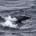 Short finned pilot whale