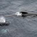 Short finned pilot whale