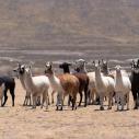 Jirira - Elevage de lamas