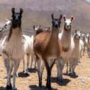 Jirira - Elevage de lamas