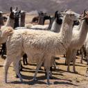 Jirira - Elevage de lamas