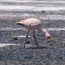 Flamand rose
