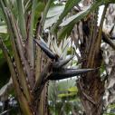 Oiseau de paradis (Strelitzia)