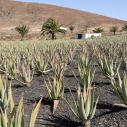 Plantation d'Aloa Vera